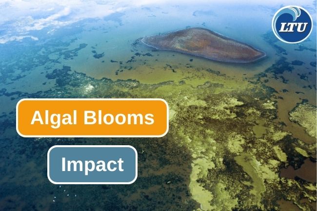 5 Impact That Algal Blooms Caused